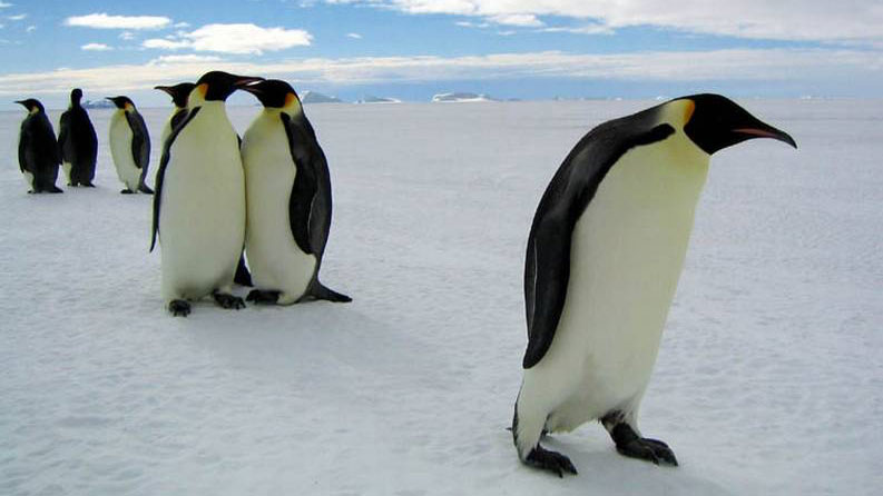 Pingvinenes marsj